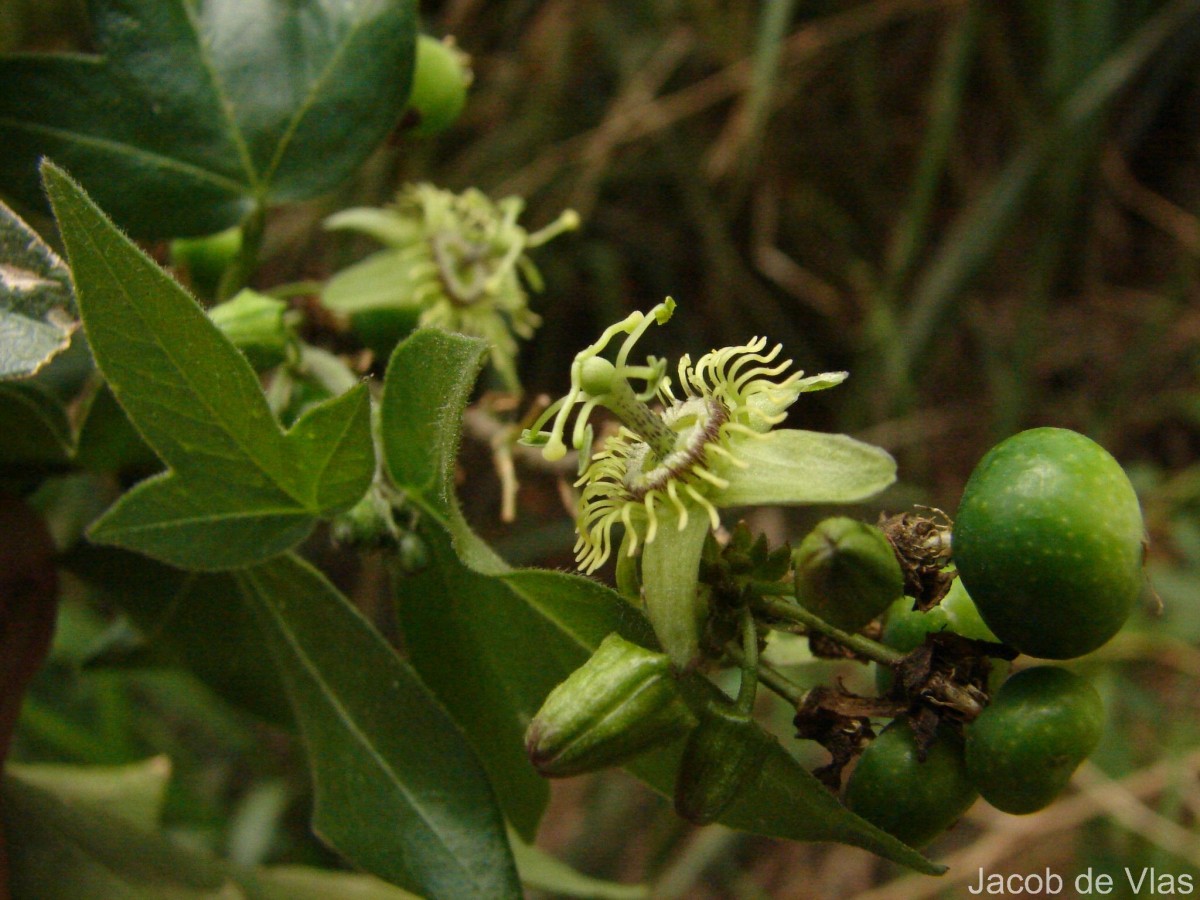 Passiflora suberosa L.
